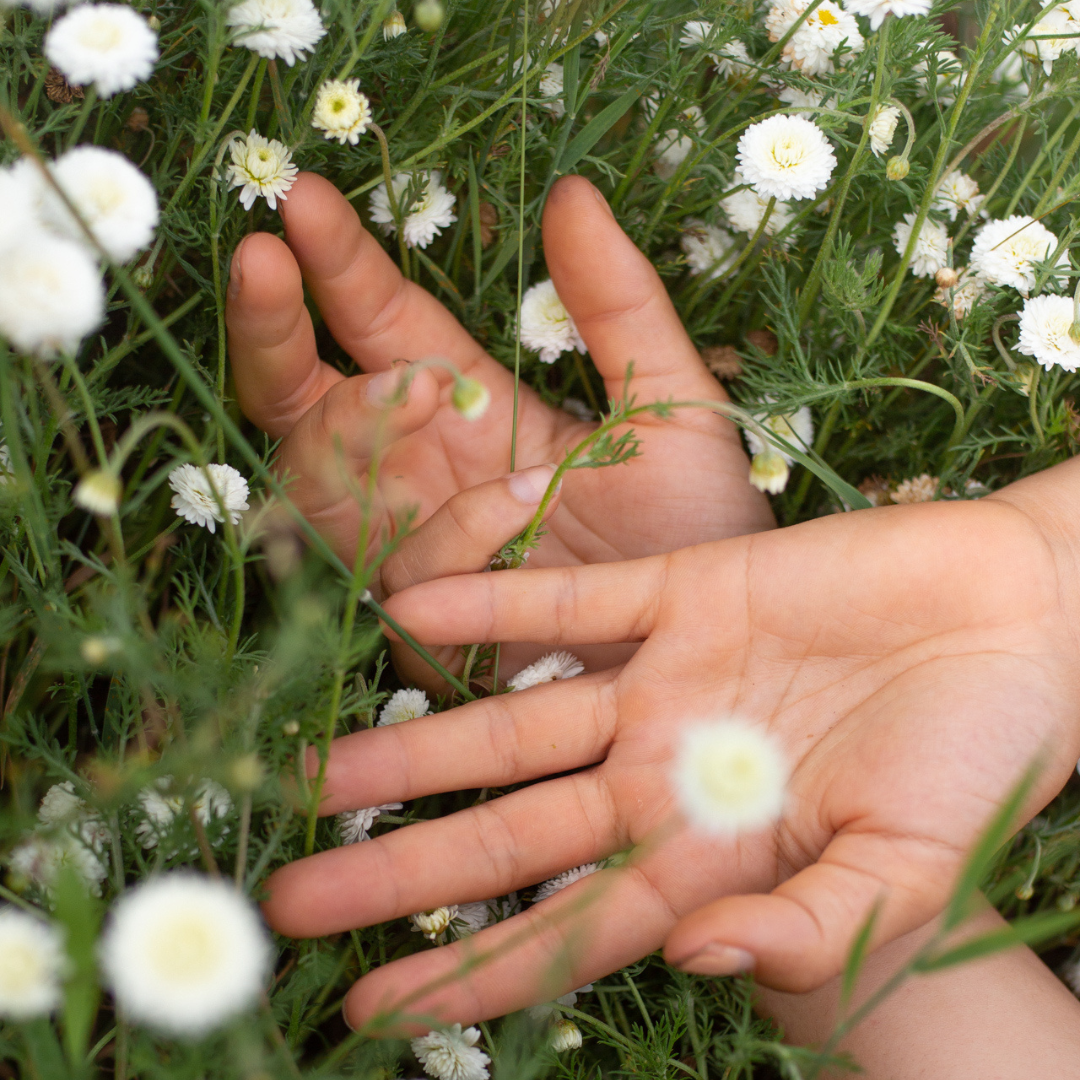 gros plan sur des main dans un champs de camomille romaine