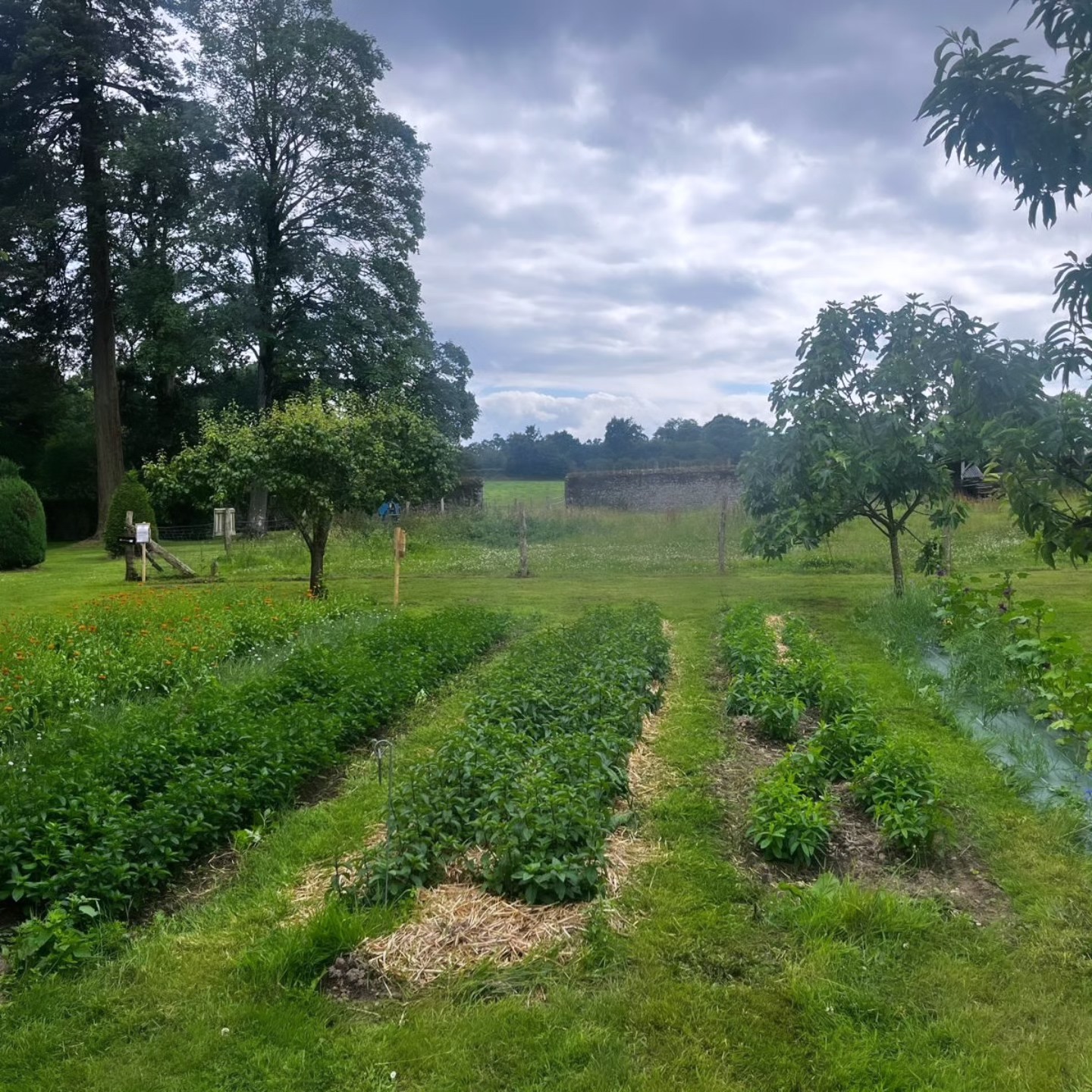 jardin de plante aromatique bio