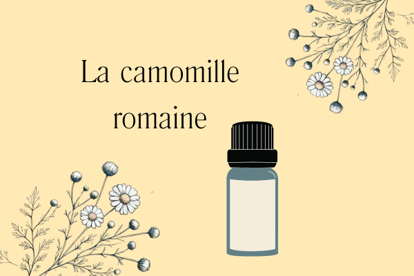 cosmétique bio atelier DIY Fleur de camomille. romaine utilisée dans les cosmétiques bio Atelier de fabrication de crème a la camomille