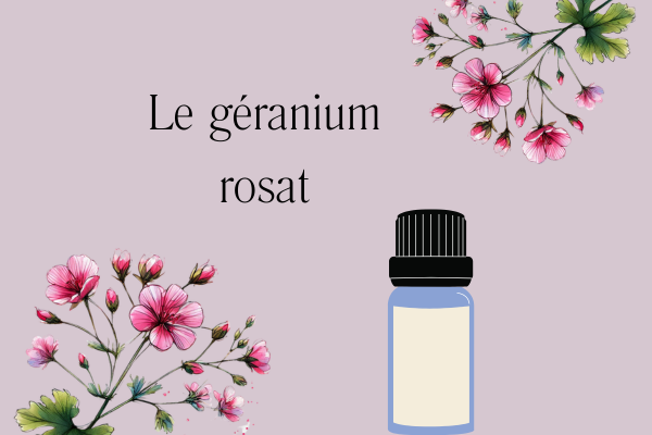 cosmétique bio atelier DIY Fleur de géranium rosat utilisée dans les cosmétiques bio Atelier de fabrication de crème au géranium rosat baume pour le corps