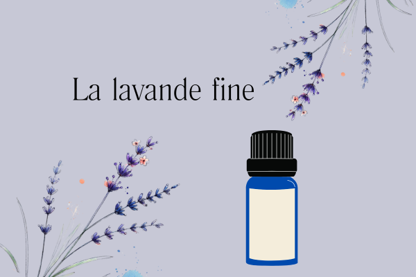 Lavande Fine de Normandie cosmétique bio atelier DIY Fleurs de Lavande Fine utilisée dans les cosmétiques bio Atelier de fabrication de crème à la Lavande Fine pour le corps Lavande tisane Vegan
