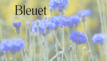 fleurs de bleuet