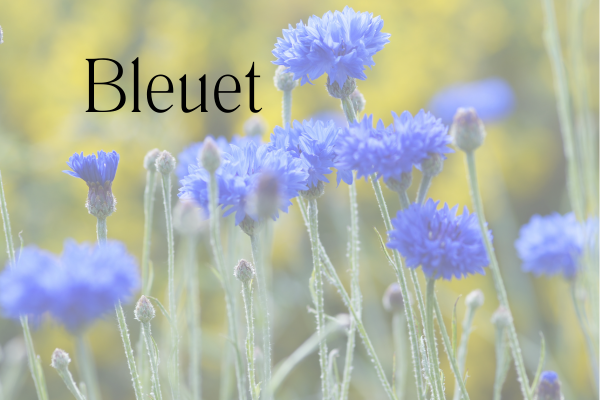 fleurs de bleuet