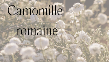 fleurs de camomille romaine