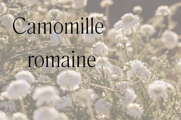 fleurs de camomille romaine