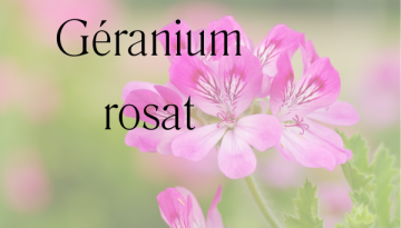 fleurs de géranium rosat