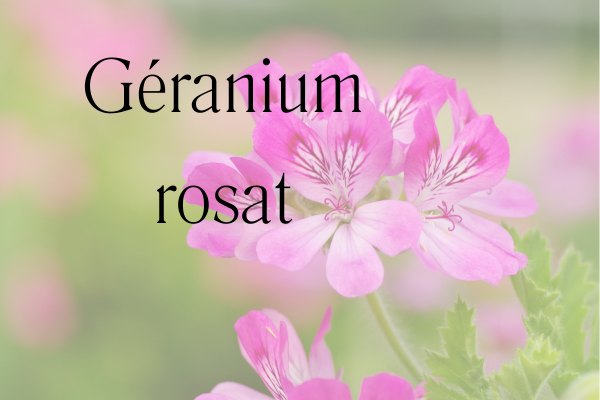 fleurs de géranium rosat