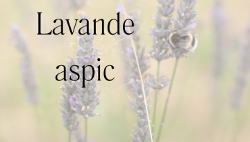 lavande aspic
