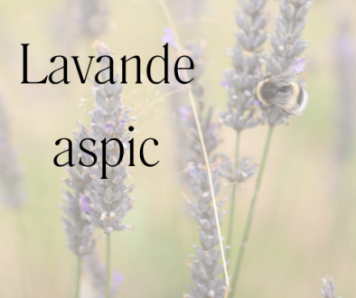 lavande aspic