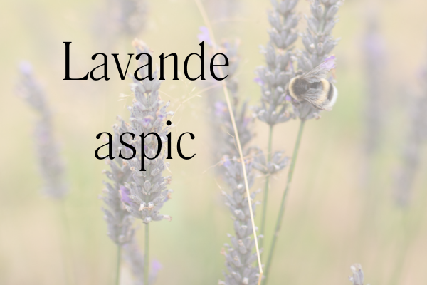 lavande aspic