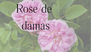 fleurs de rose