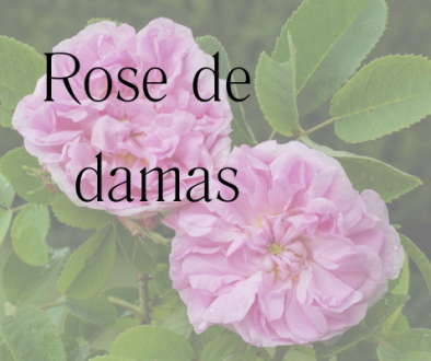 fleurs de rose