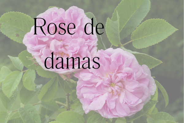 fleurs de rose