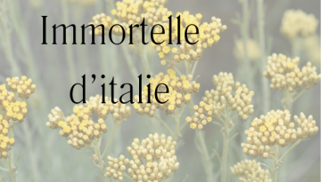 fleurs d'immortelle d'italie