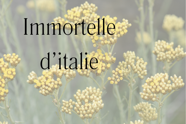 fleurs d'immortelle d'italie