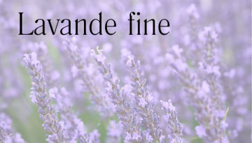 fleurs de lavande