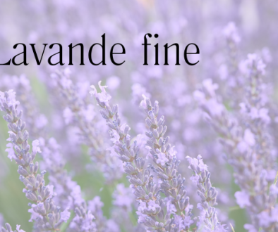 fleurs de lavande