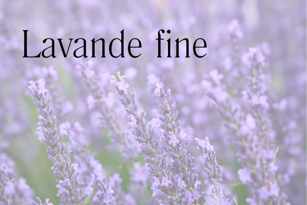 fleurs de lavande