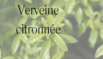 feuille de verveine citronnée
