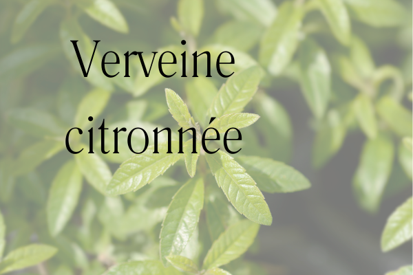 feuille de verveine citronnée